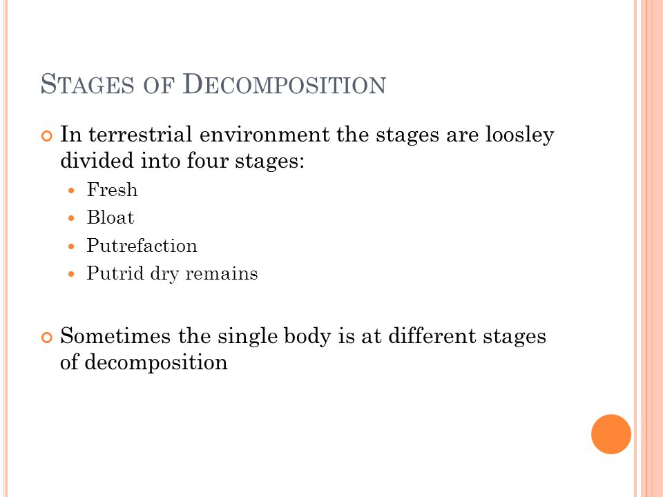 The Stages of the Human Decomposition Process
